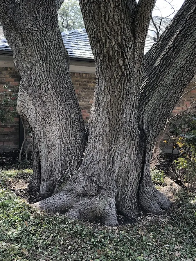 Mature heritage tree close to a Girard property cared for by certified arborists